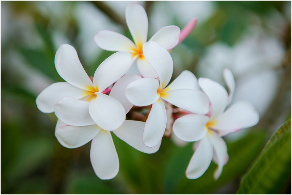 oahu engagement wedding photographer_1212.jpg